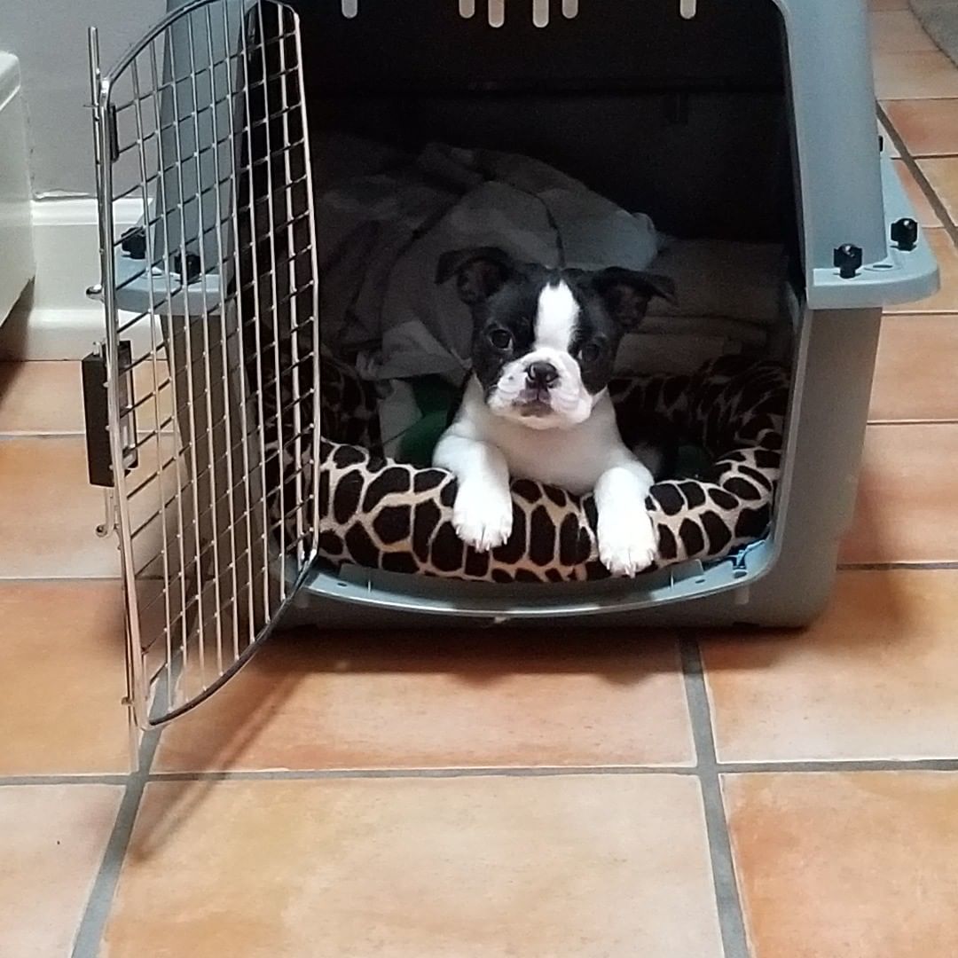 boston terrier puppies for sale gumtree