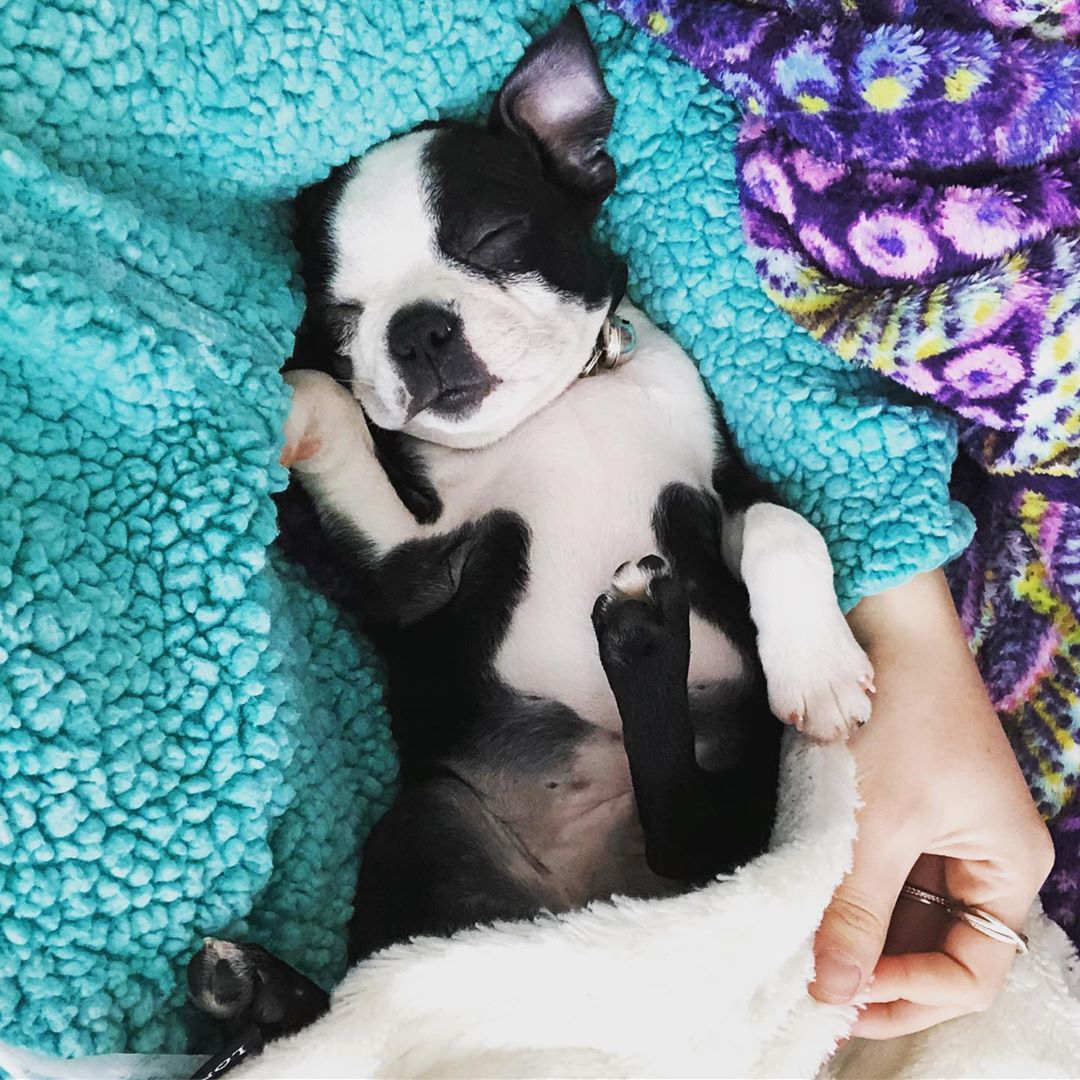 where to buy Boston terrier puppy for sale