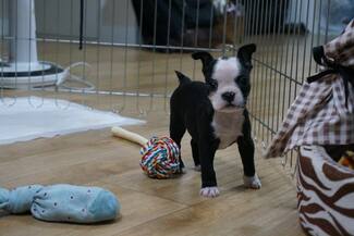 Boston terrier puppy for sale 