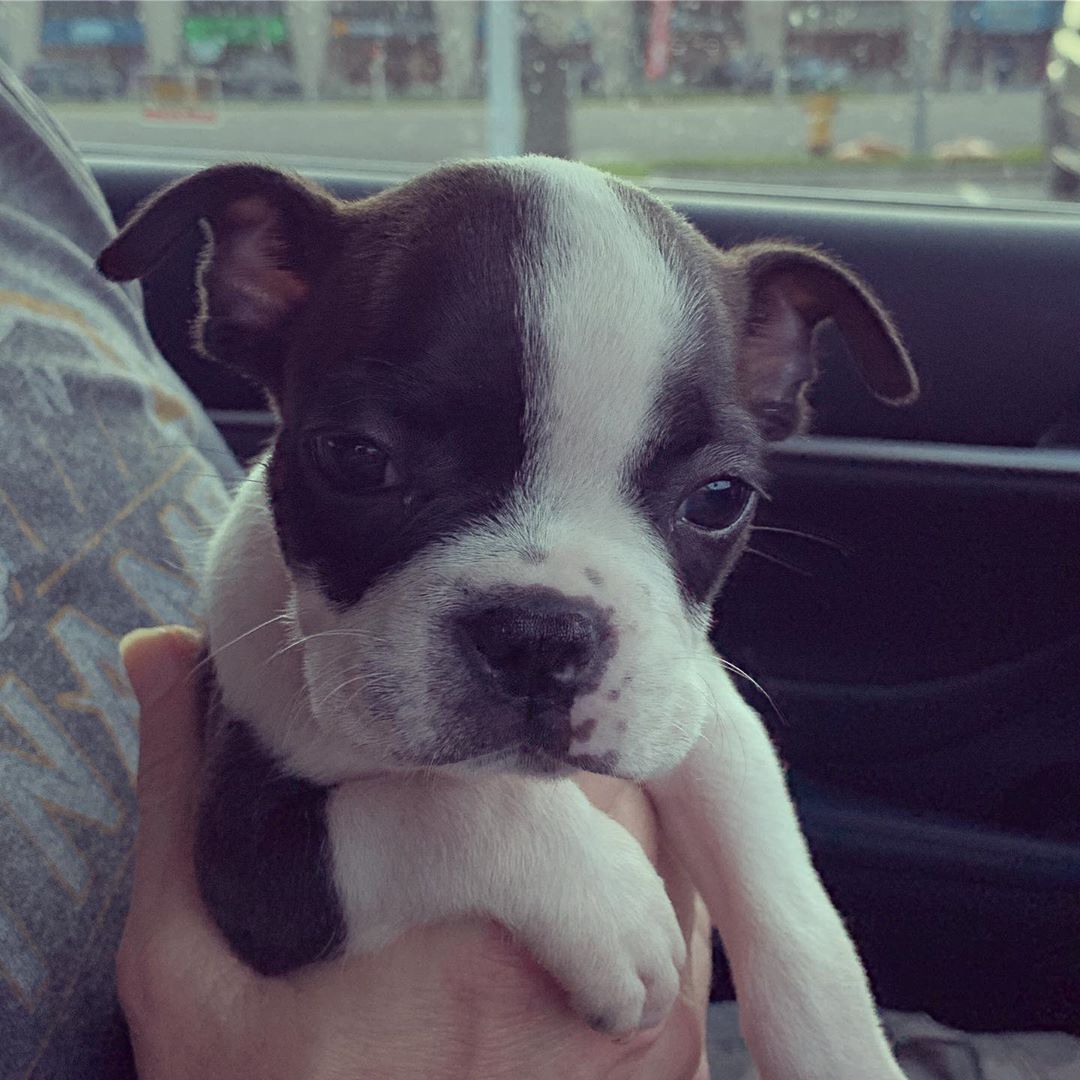 NEW ARRIVALS BOSTON TERRIER PUPPIES FOR SALE - BOSTON TERRIER PUPPY
