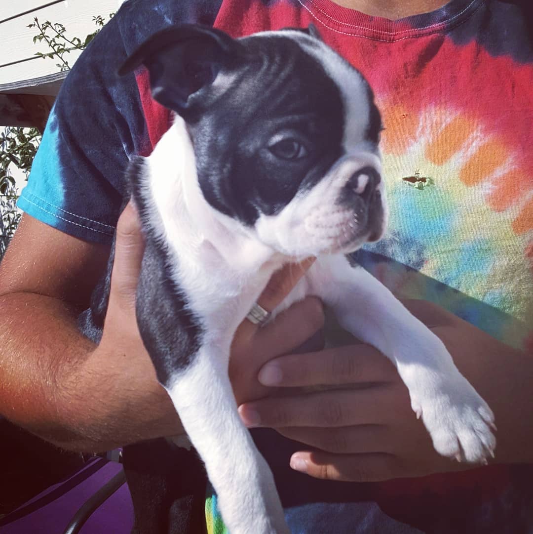 boston terrier puppies for sale in pa