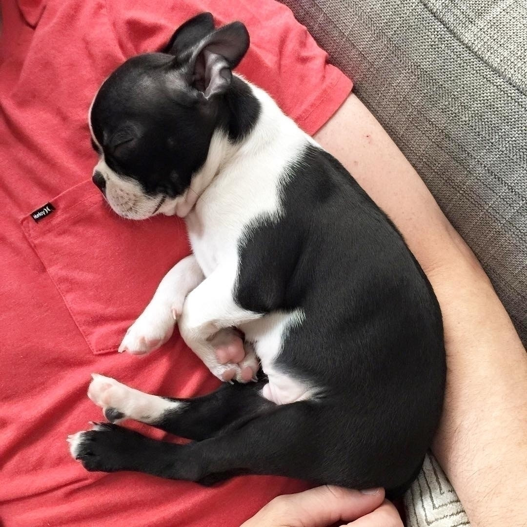 red boston terrier puppies for sale near me