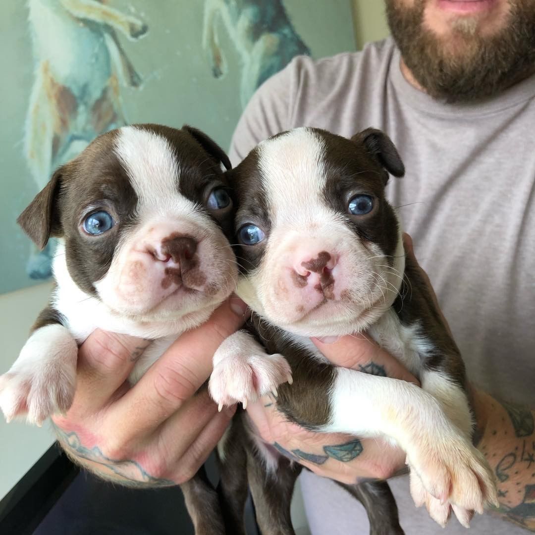 Boston Terrier Puppies For Sale Los Angeles Craigslist