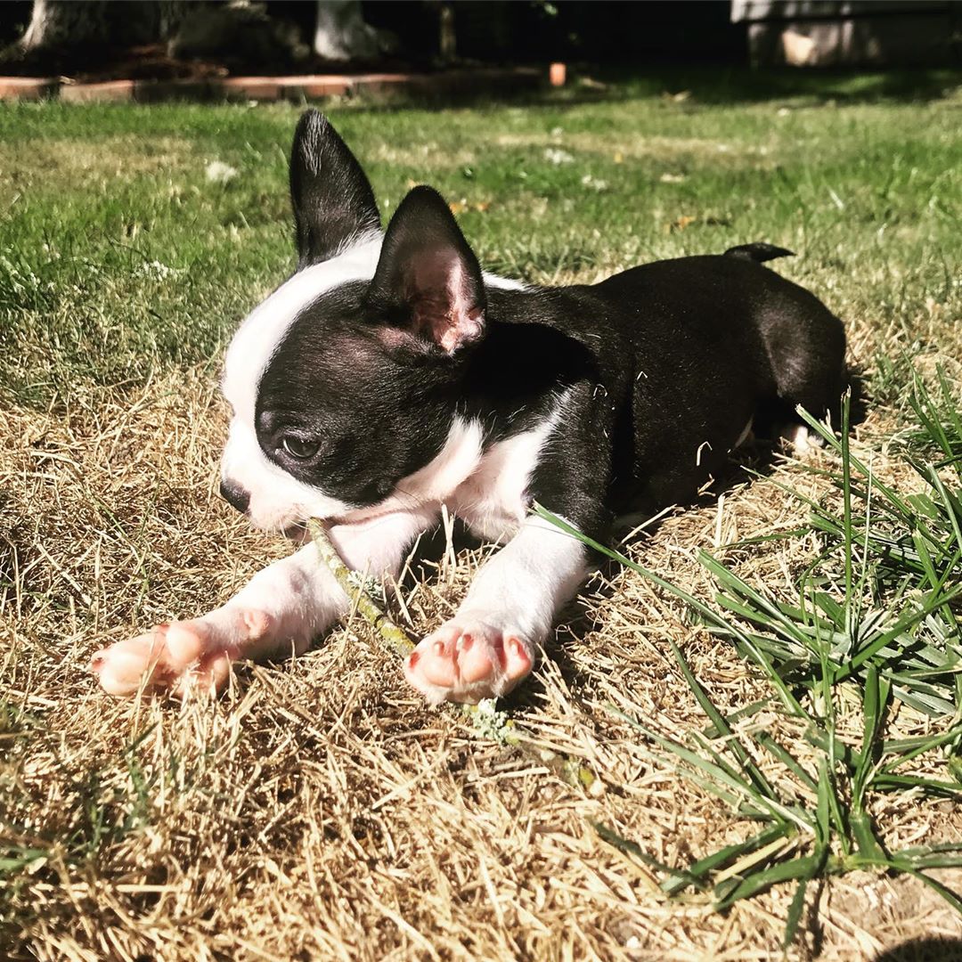 How to adopt Boston terrier puppy