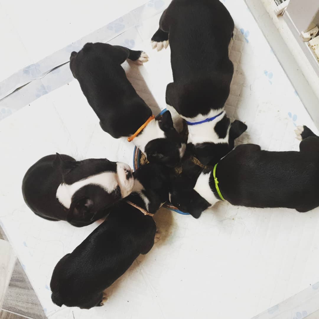 NEW ARRIVALS BOSTON TERRIER PUPPIES FOR SALE BOSTON