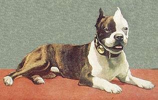 History of Boston Terrier puppy 